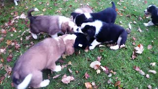 Nuevo peludos cachorros 'atacan' adorablemente a un juguete de peluche