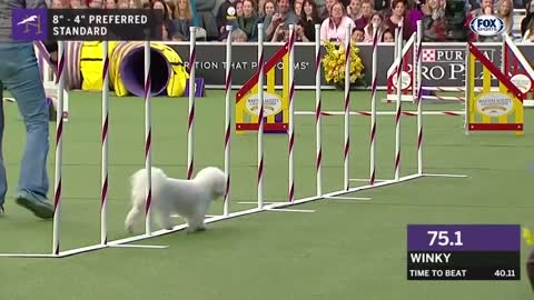 Watch 5 of the best WKC Dog Show moments to celebrate National Puppy Day - FOX SPORTS