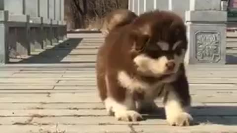 Puppies Alaskan Malamute Pets running