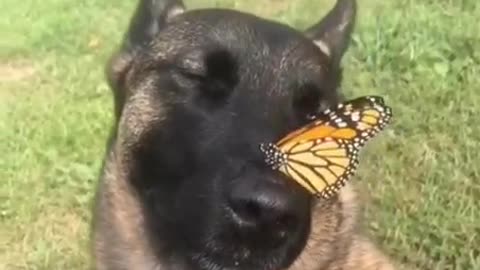 Cute german shepherd likes butterflies