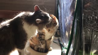 Kitty lovingly baths his girlfriend