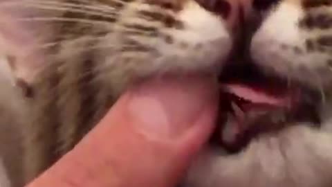 Small cat attacks finger