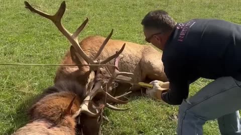 Trying to cut the elk free