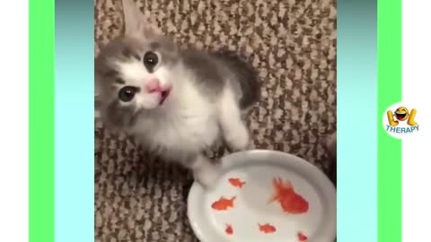 Cute kittens meowing compilation | Funny kitten video | Kitten meowing #10