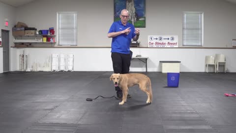 Teach Your Dog To Stop Jumping Up In 4 Simple Steps!