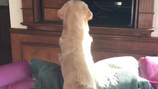 Fascinated dog watches dog competition on TV