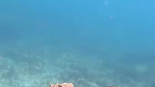 Crazy Octopus Camouflage