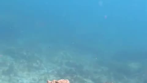 Crazy Octopus Camouflage