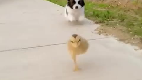 Cute puppy🐶 playing cute bird