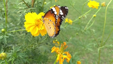 Beautiful Butterfly On A Flower || Short Video Clips