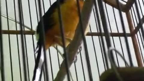 Burung muray borneo