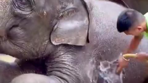 Elephants Are Amazing Gifts Of God 🐘❤ #shorts