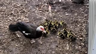 Ducklings