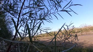 Duck Hunting A Tiny Creek! || Early Season Duck Hunting