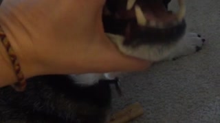 Owner closes his dogs mouth