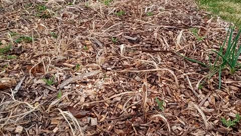 Early Spring Boysenberry Update - Urban Edible Landscaping