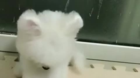 Cute FunnyLittle Poodle Bichon Frise Asking For Food 🥰🥰🥰🥰🥰 | Adorable Dogs 😍😍 | Daily Funny Pets 🐶