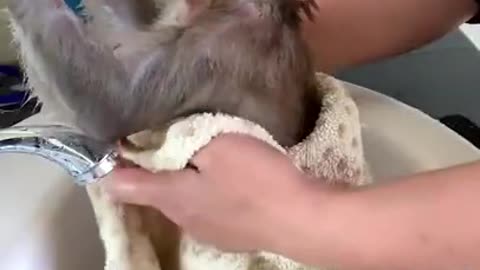 Monkey bathing by owner funny 😂 videos