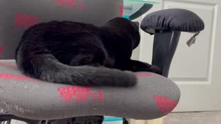 Adopting a Cat from a Shelter Vlog -Cute Precious Piper Sets an Example for the Rest of the Office