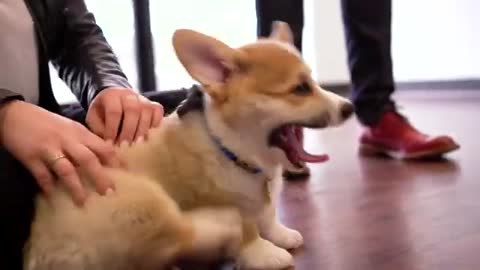 Rufus the Corgi's First Day in the Office 🐶