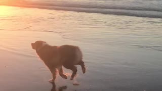 Aussie Buffalo Bill Runs on the Beach