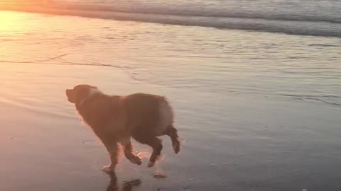 Aussie Buffalo Bill Runs on the Beach
