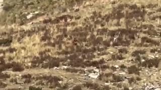 Colorado Bigfoot Sighting