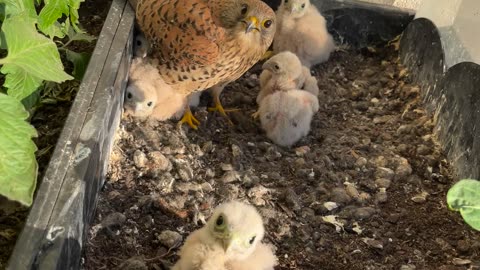 Falcon Family Time