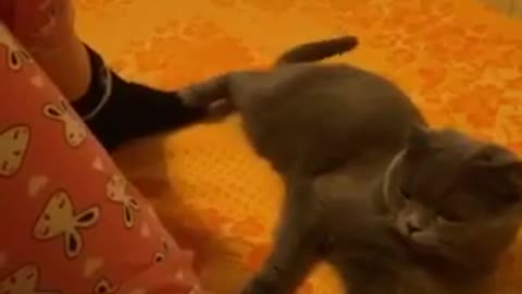 Funny moments with a cat