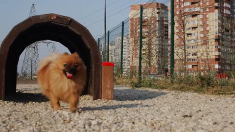 Cute Pomeranian Spitz with tongue out walking outdoors tunnel