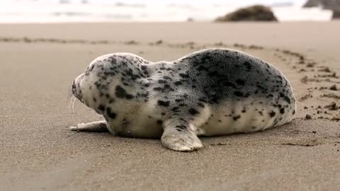 Havin fun a Seal on the Beach