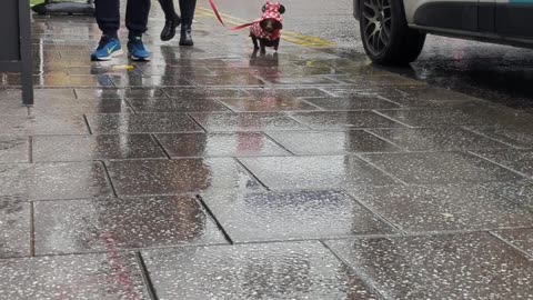 Dachshund Sports a Rain Coat