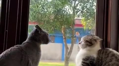 Best Of The 2022 Funny Animal Videos Pets Laugh out loud