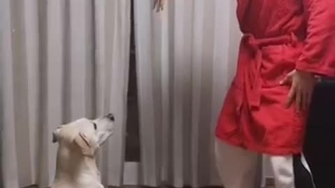 Curiquitaca Challenge Dog Reaction