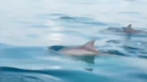 Swimming With Dolphins is Cruel