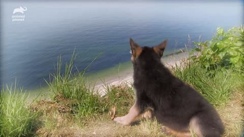 German Shepherd Mom Has Her Paws Full With 3 Cheeky Pups | Too Cute!