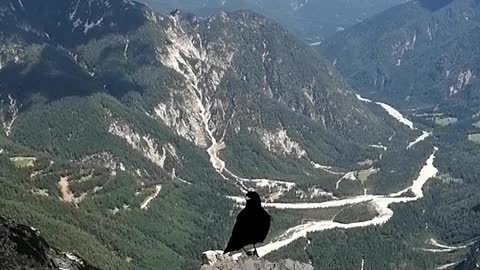 We feed this crow on top of the Italian Alps