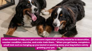 How to manage and spot separation anxiety in your pets