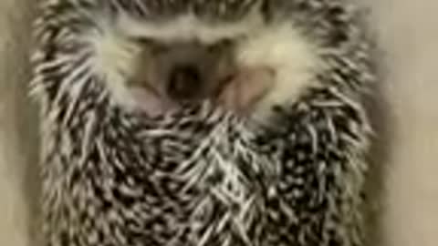 Funny domesticated hedgehog cat dog animals videos_