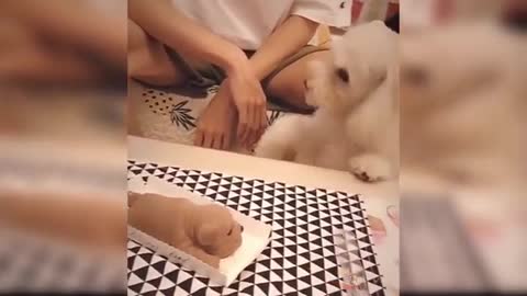 Cute Dog React to Cake Cutting