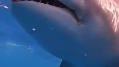 Dolphen eating fish