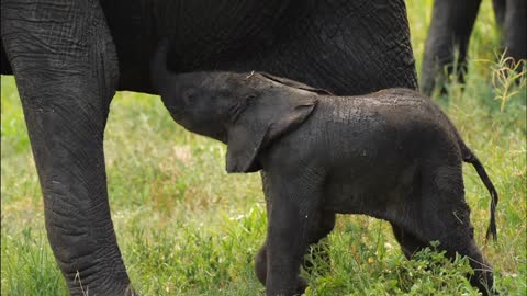 Portrait of magnificent elephant eating while standing in tall grass field