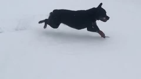 Texas Rottweiler experiences snow for first time and goes wild. Gallops like horse.