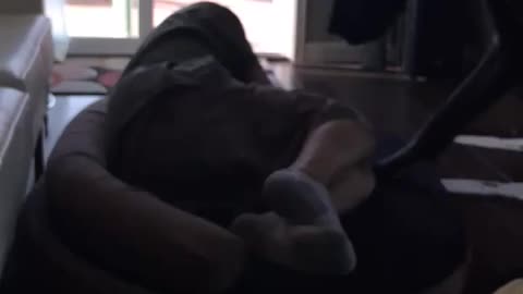 Grumpy Great Dane Doesn't Let His Owner Sleep In The Dog Bed