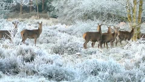 Troupeau de cerfs gambadant dans la foret .