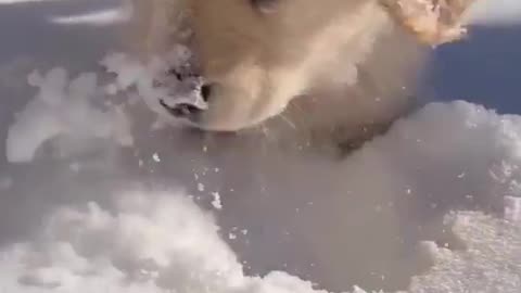 Puppy Loves Playing in the Snow!