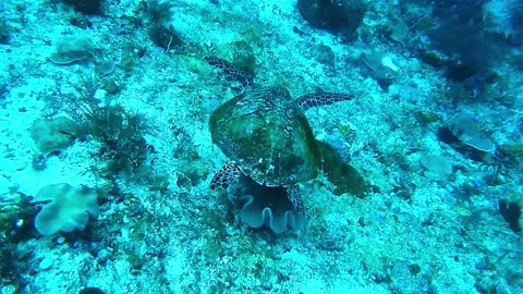 Hawksbill sea turtle in the Sea 1 - man & camera
