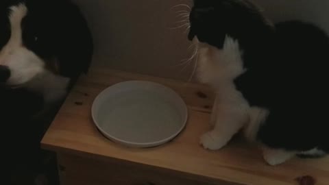 Dog trying to drink water out of a plate bowl while cat tries to pet and hit it