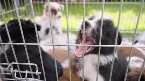 A cute little puppy yawns in a cage on grass - other puppies around - closeup