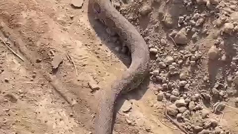 Rasel Viper Snakes